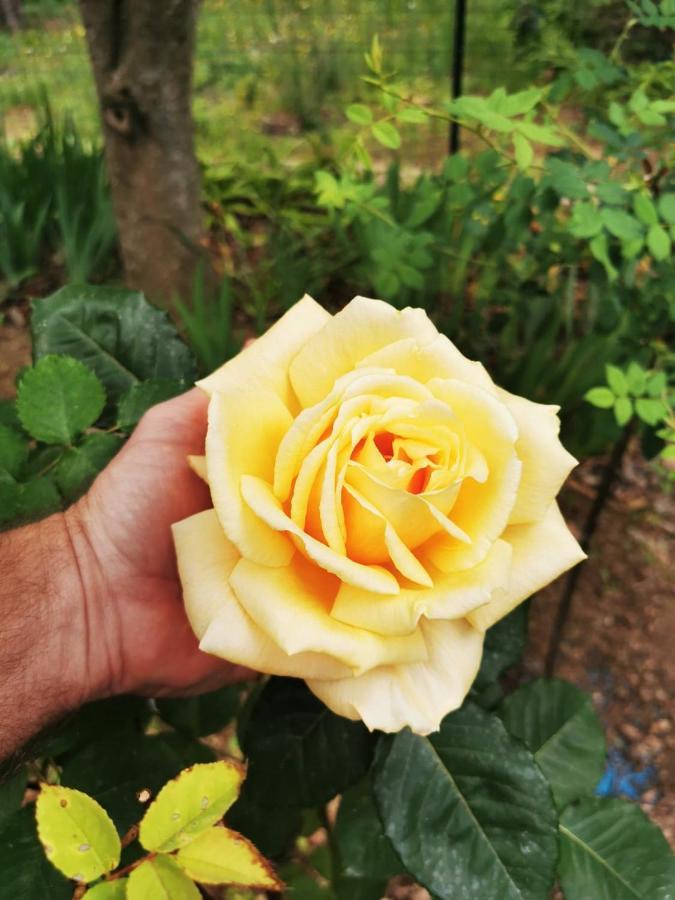La Maison Du Soleil Provence 드라기냥 외부 사진